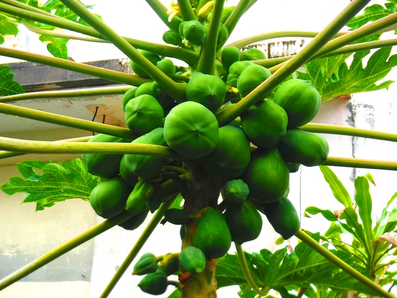 宮古島ってどんな島 植物編 栄養満点の野菜 フルーツ Seven Seas 宮古島ってどんな島 植物編 栄養満点の野菜 フルーツ Seven Seas